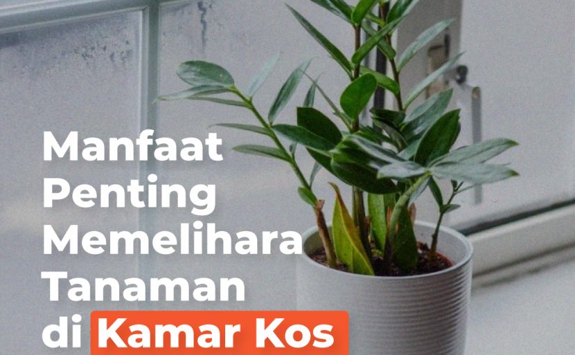 Manfaat Penting Memelihara Tanaman di Kamar Kos