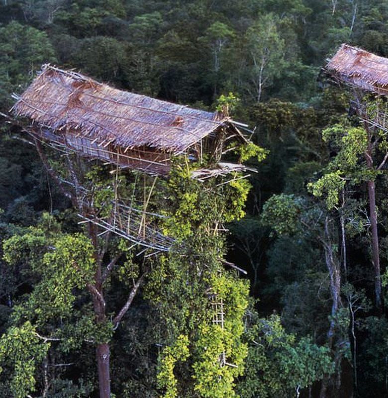 Rumah Pohon Papua